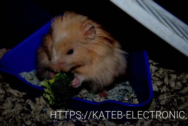 What do animals eat